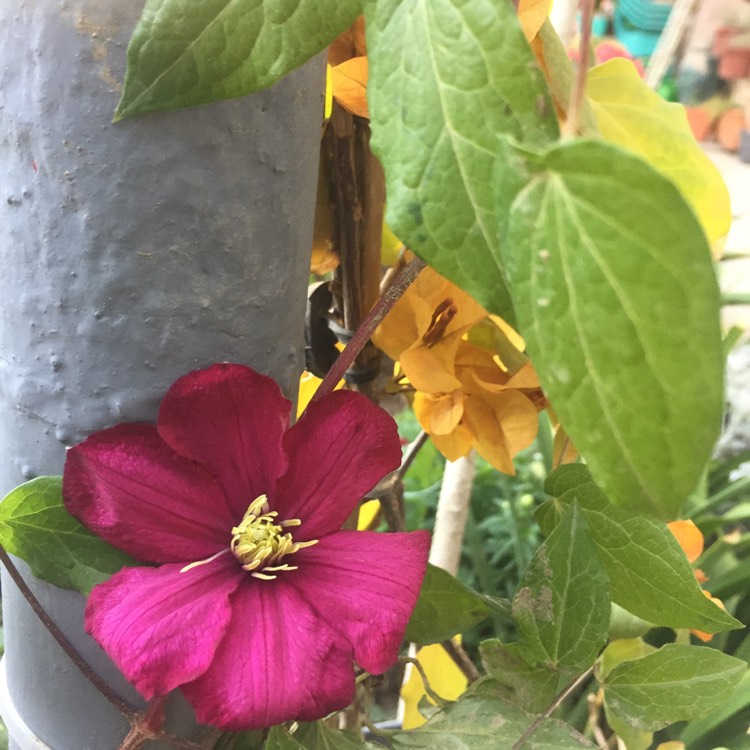 plant image 631838
