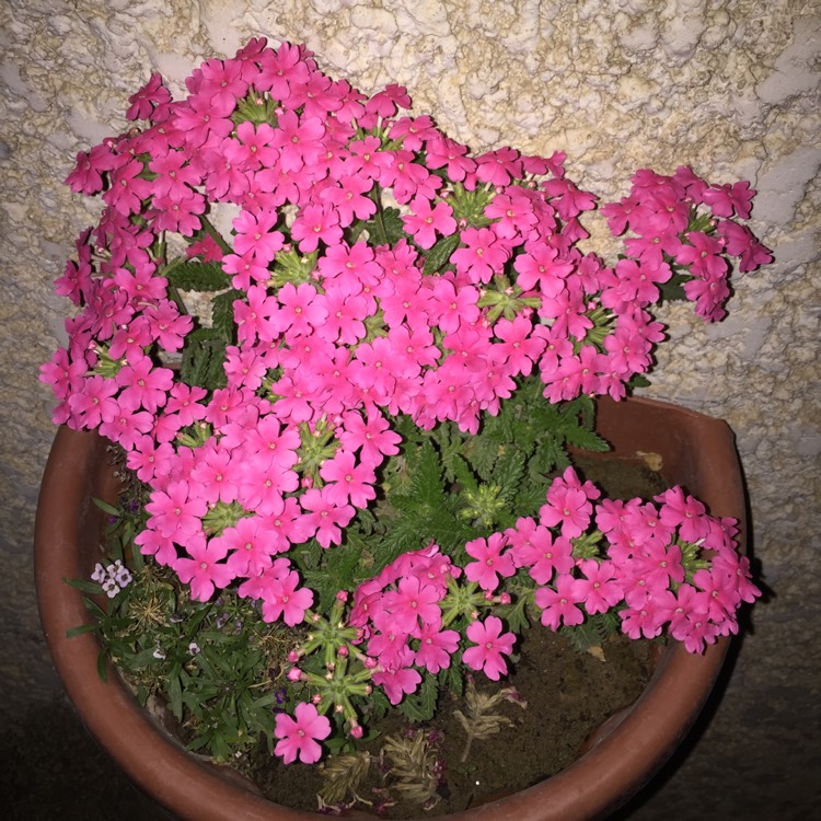 Plant image Verbena 'Venturi® Rose'
