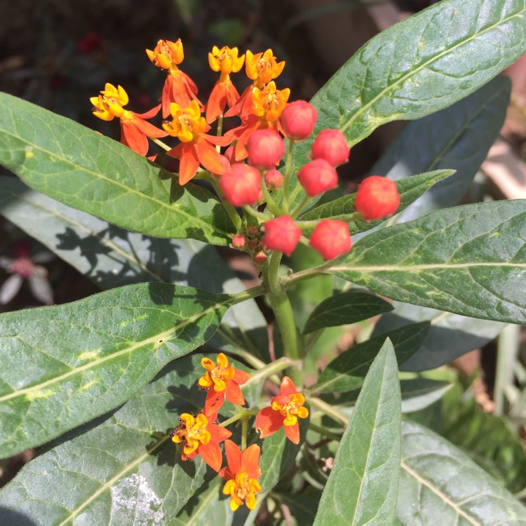 Plant image Asclepias tuberosa