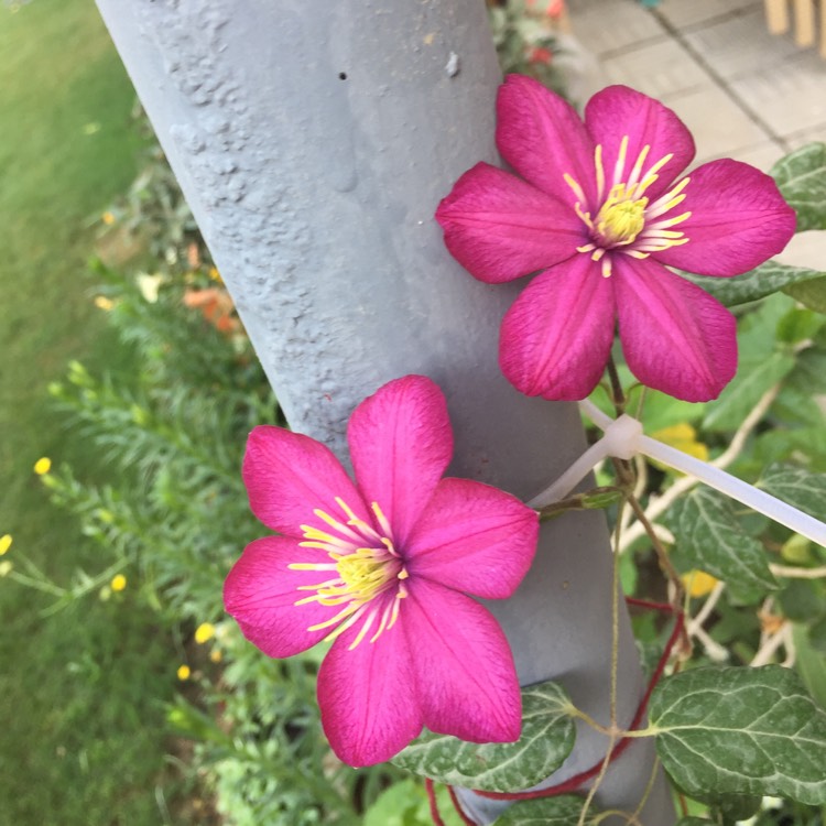 plant image 653616