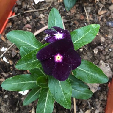 Catharanthus roseus syn. Vinca rosea