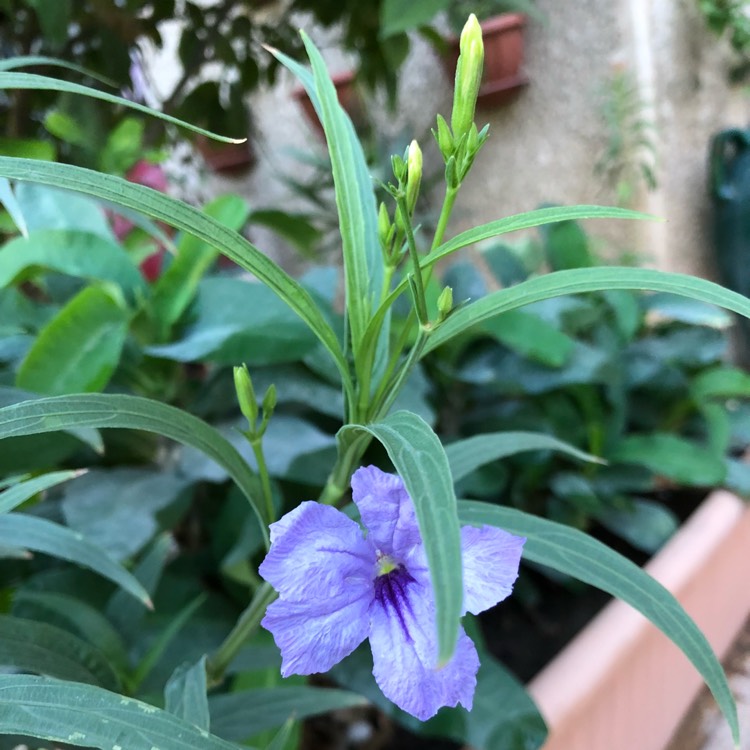 Plant image Ruellia brittoniana 'Purple Showers'