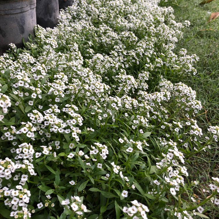 plant image 890276 plant image 890276