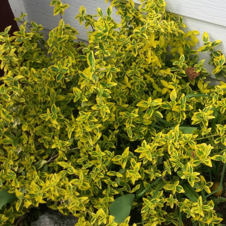 plant image 399081