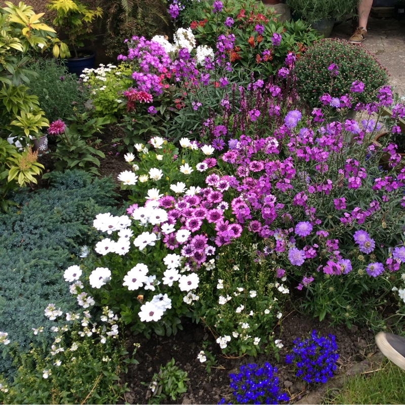 David's garden