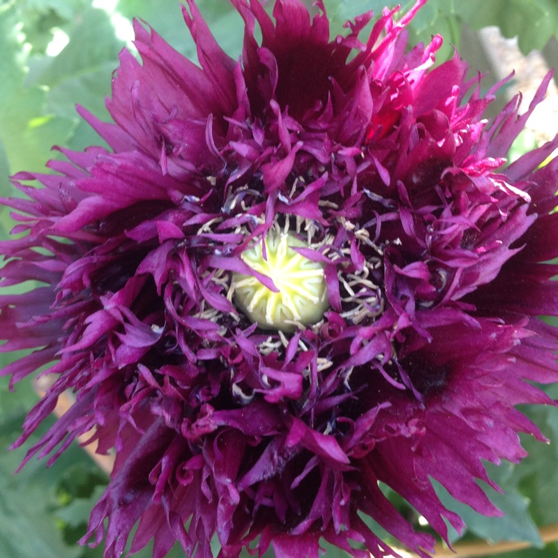 Plant image Papaver somniferum 'Double Lilac'