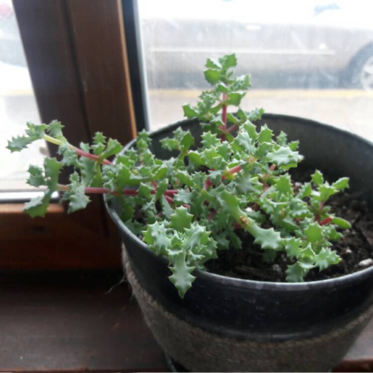 Plant image Oscularia deltoides 'Schwantes'