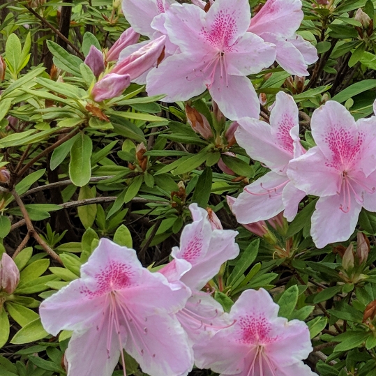 Plant image Rhododendron indicum 'Formosa'