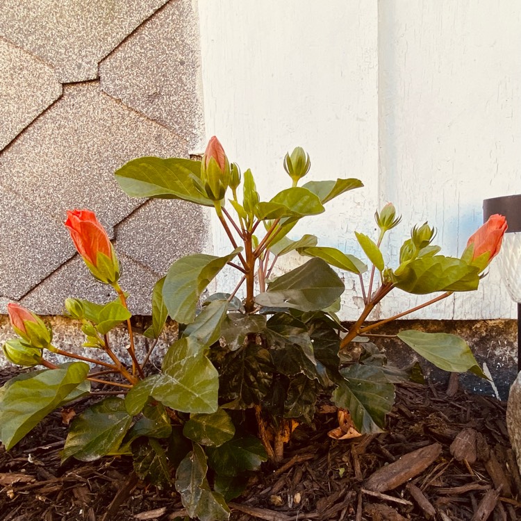 Plant image Hibiscus rosa-sinensis 'Sunburst'