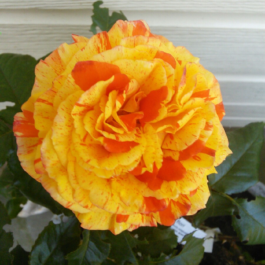 Plant image Rosa 'Whisky Galore'