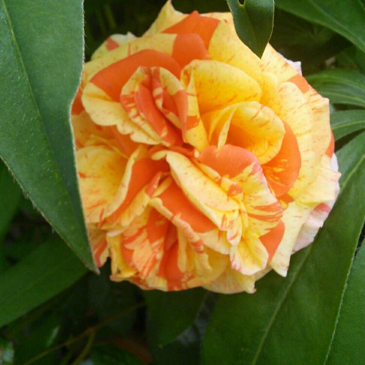 Plant image Rosa 'Whisky Galore'