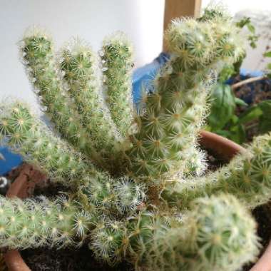 Mammillaria elongata