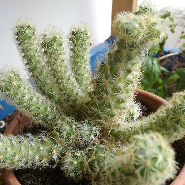 plant image 884384
