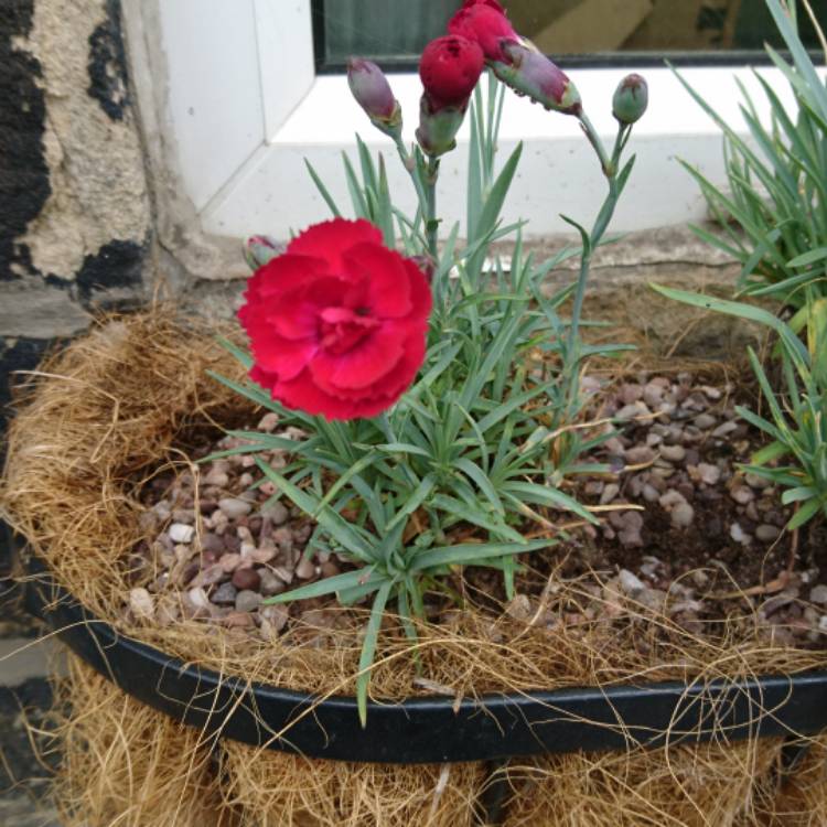 Plant image Dianthus 'Rebekah'