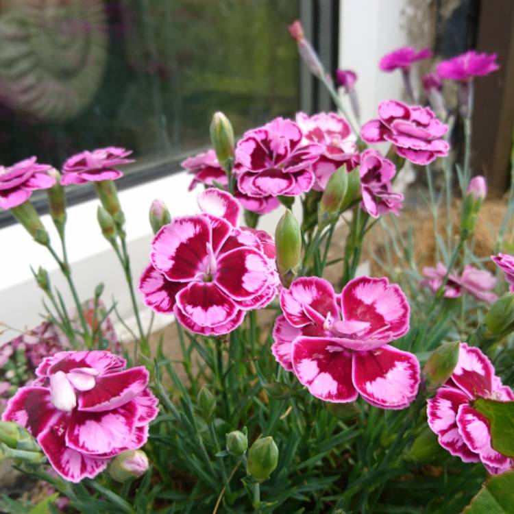 Plant image Dianthus Sunflor® 'Charmy'
