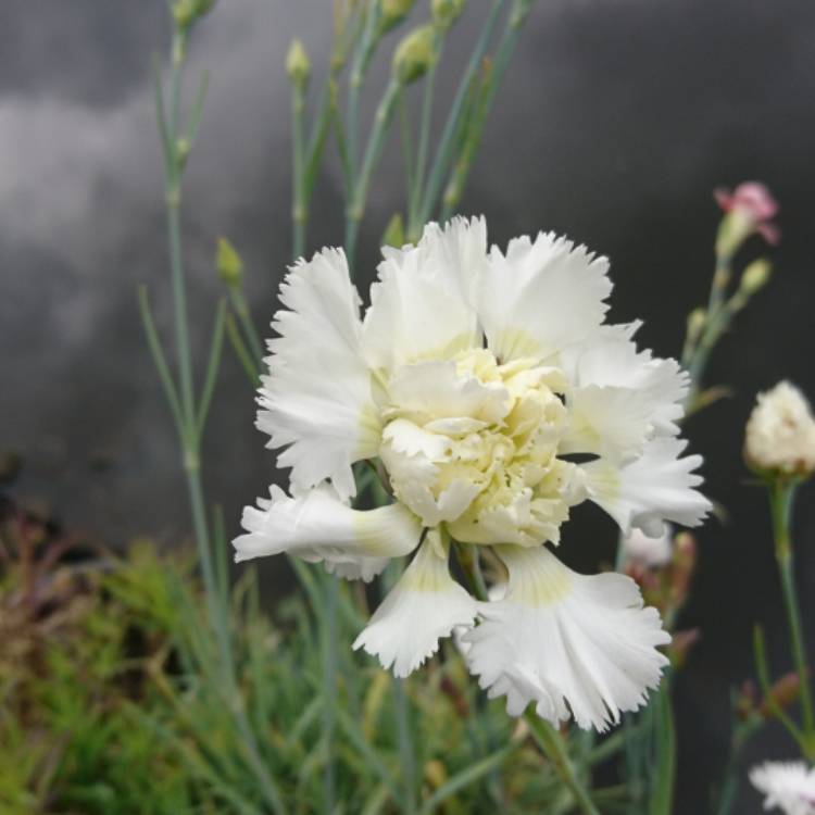 Plant image Dianthus 'Mrs Sinkins'