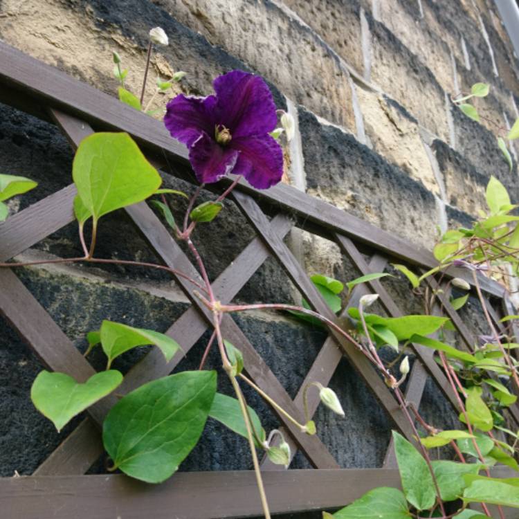 plant image 752200 plant image 752200