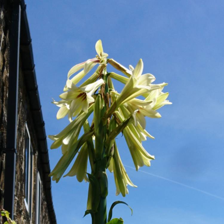 plant image 758514 plant image 758514