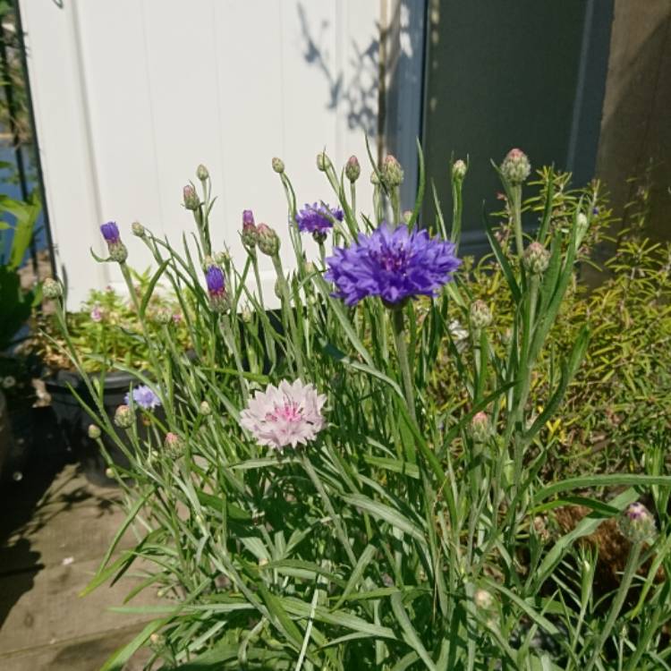 plant image 772755