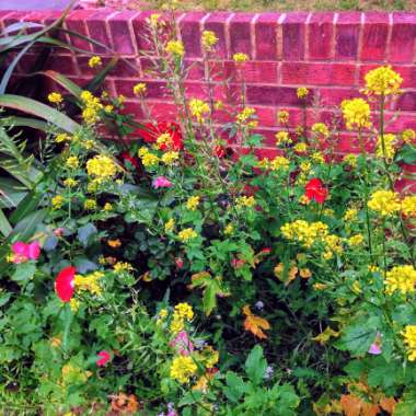 Bal's garden