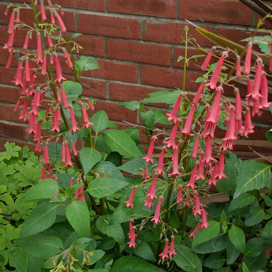 Plant image Phygelius x rectus 'African Queen'