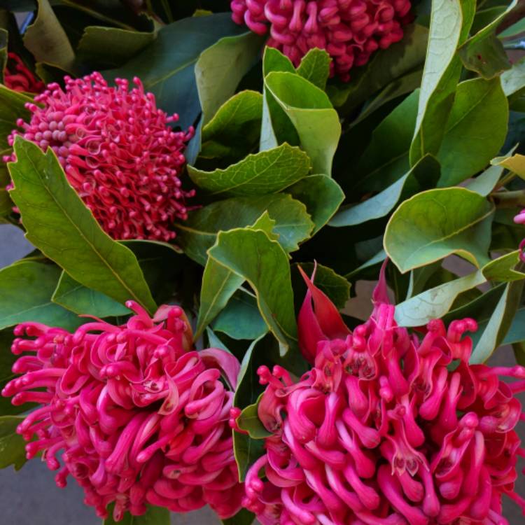 Plant image Telopea speciosissima