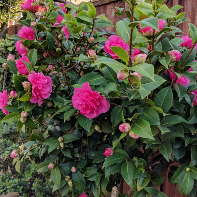 Plant image Camellia japonica 'Volunteer'