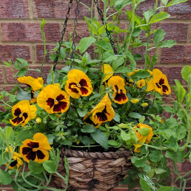 plant image 413403