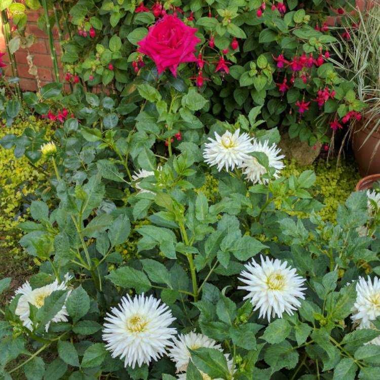plant image 481544