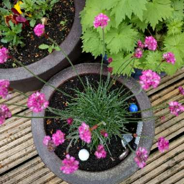 Bal's garden