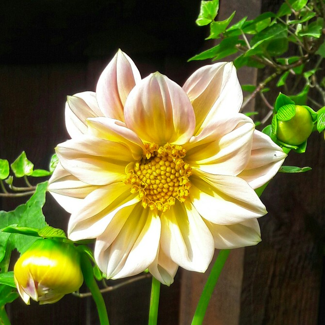 Plant image Dahlia 'Yellow Bird'