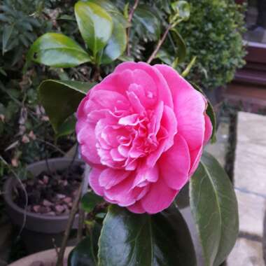 Camellia japonica 'Pink'