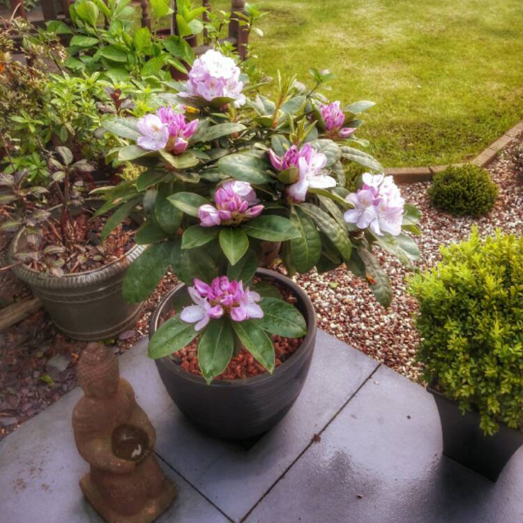 plant image 417683