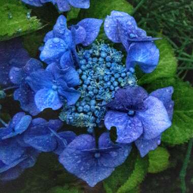Hydrangea macrophylla 'Blue Sky ; syn. Hydrangea macrophylla '(Blaumeise' ; Hydrangea macrophylla 'Teller Blue' ; Hydrangea macrophylla 'Blue Sky' ; Hydrangea macrophylla 'Blue Tit' ; Hydrangea macrophylla 'Teller Blau'