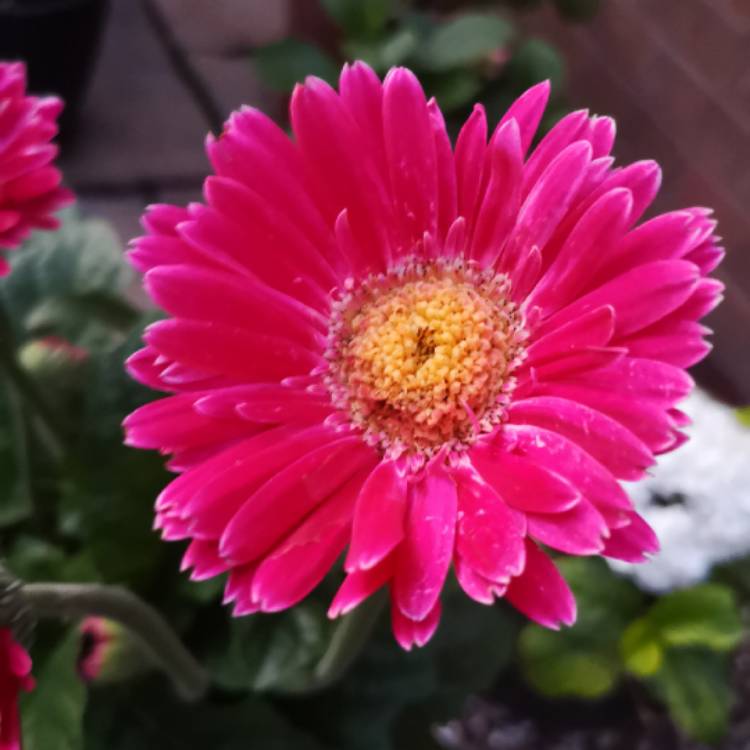 Plant image Gerbera garvinea 'Sweet Dreams'