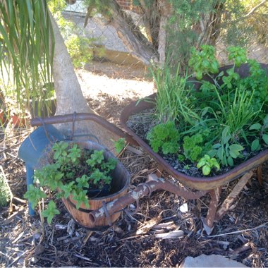 Liz's garden
