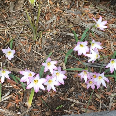 Liz's garden