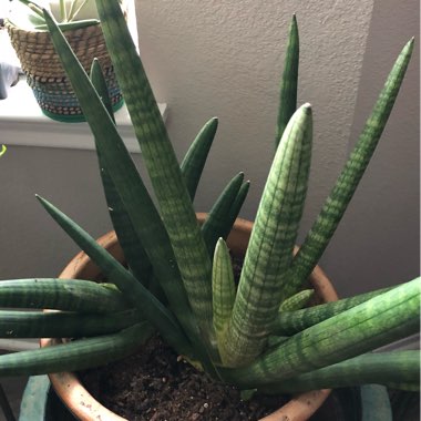 Sansevieria cylindrica 'Boncel'