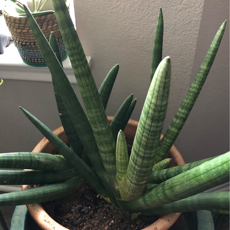 plant image 856862