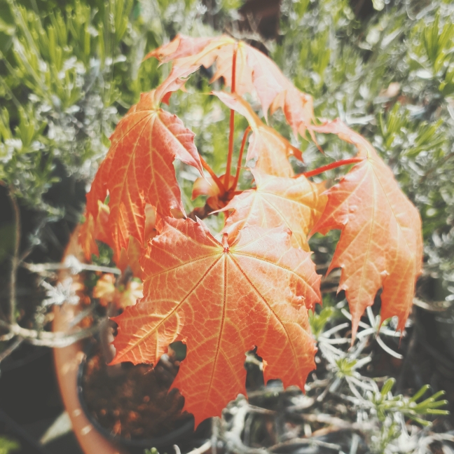 plant image 1057234