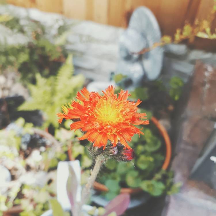 Plant image Pilosella aurantiaca