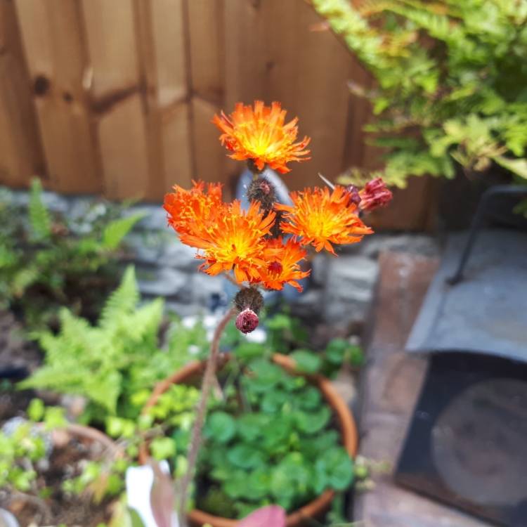 plant image 1102290