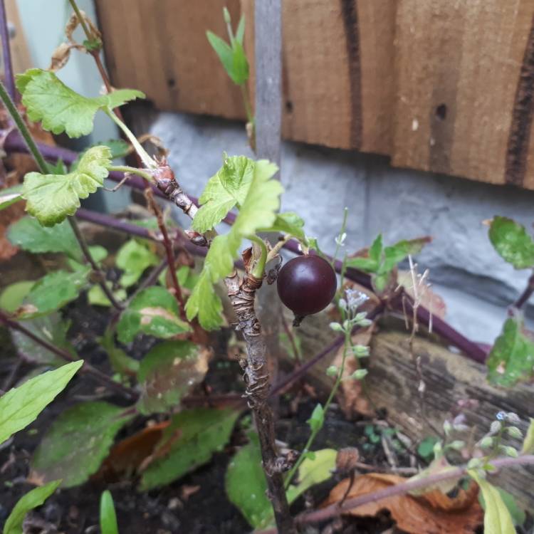 Plant image Ribes x nidigrolaria