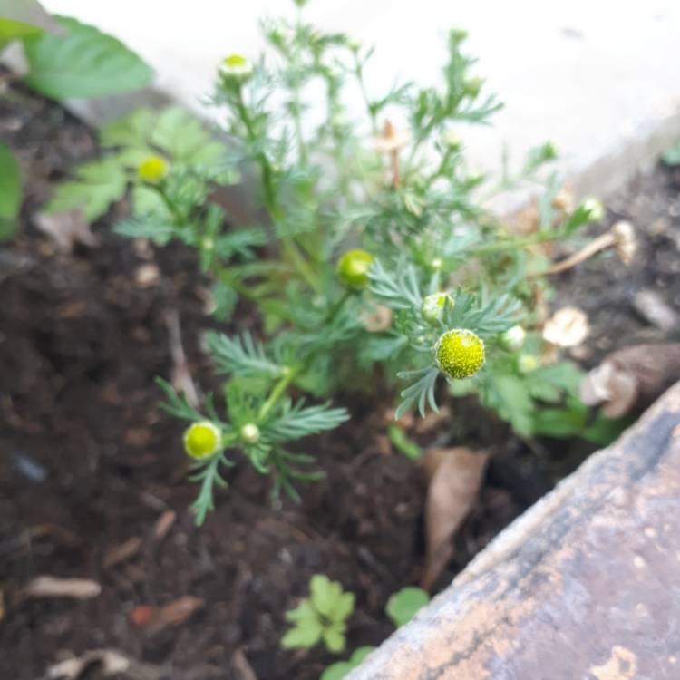 Plant image Matricaria discoidea