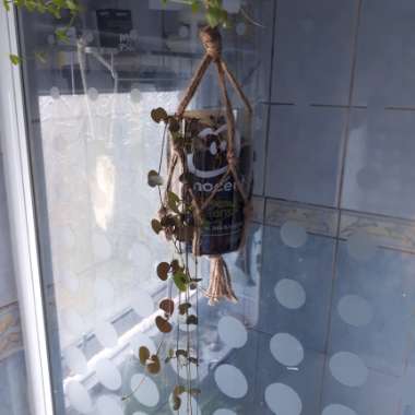 Ceropegia linearis subsp. Woodii
