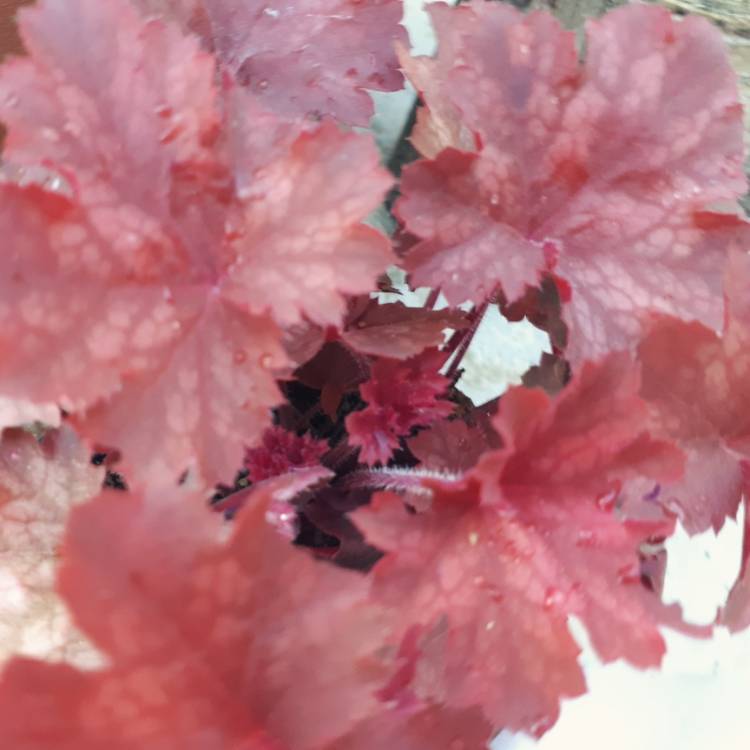 Plant image Heuchera 'Cherry Cola'