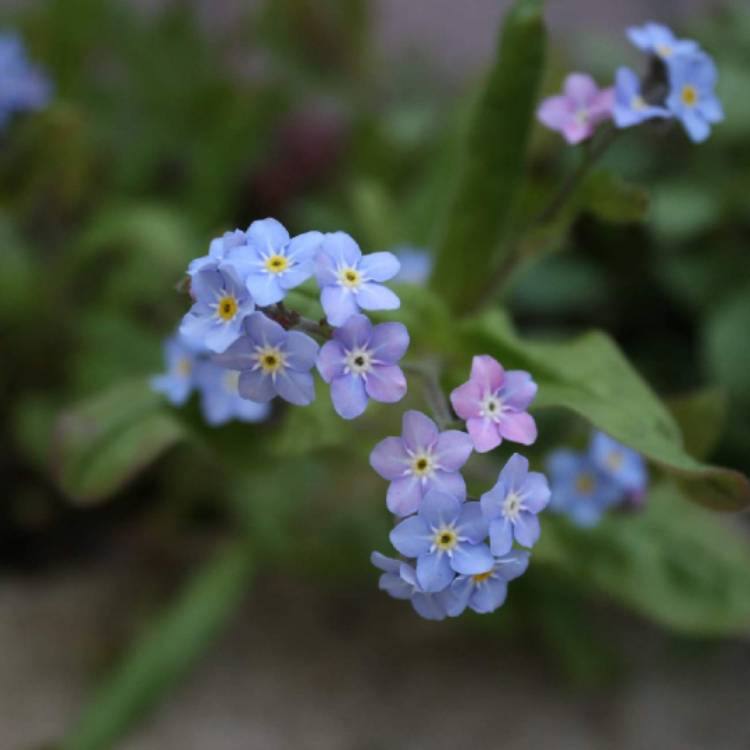 plant image 1268091 plant image 1268091