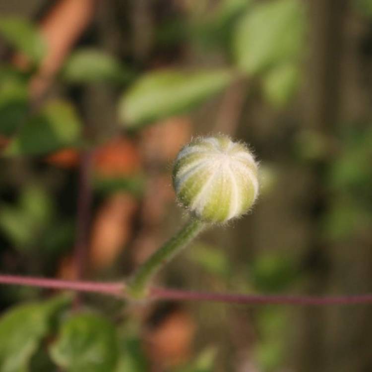 plant image 1268103 plant image 1268103