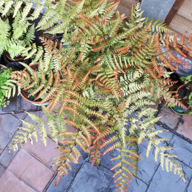 Plant image Dryopteris Erythrosora var. 'Prolifica'