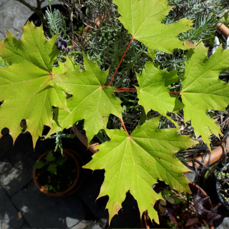 plant image 515264